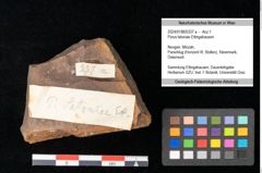 Foto (Objekt + Etikett) von Pinus latoniae Ettingshausen (NHMW-GEO-2024-0188-0337a)